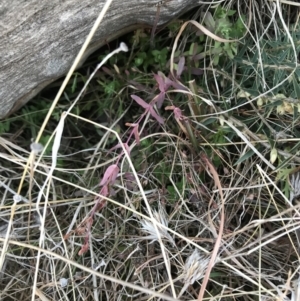 Hypericum gramineum at Jacka, ACT - 5 Aug 2021 01:49 PM