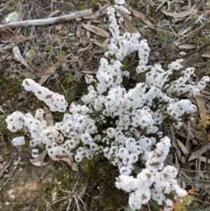 Styphelia attenuata at Tuggeranong DC, ACT - 9 Aug 2021