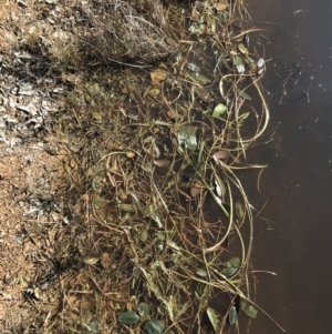 Ottelia ovalifolia at Jacka, ACT - 5 Aug 2021