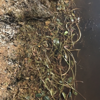 Ottelia ovalifolia (Swamp Lily) at Jacka, ACT - 5 Aug 2021 by Tapirlord