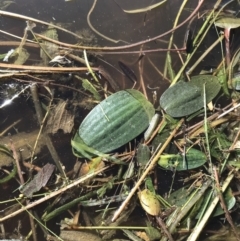Ottelia ovalifolia at Jacka, ACT - 5 Aug 2021