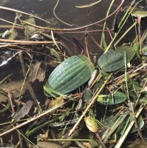 Ottelia ovalifolia at Jacka, ACT - 5 Aug 2021