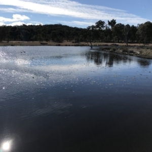 Ottelia ovalifolia at Jacka, ACT - 5 Aug 2021