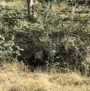 Tachyglossus aculeatus at Forde, ACT - 5 Aug 2021 02:00 PM