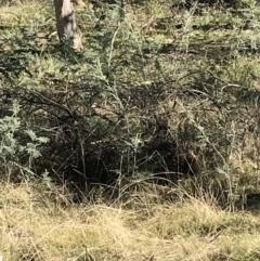 Tachyglossus aculeatus at Forde, ACT - 5 Aug 2021 02:00 PM