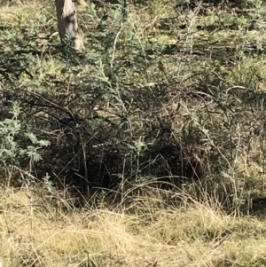 Tachyglossus aculeatus at Forde, ACT - 5 Aug 2021 02:00 PM