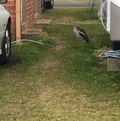 Burhinus grallarius (Bush Stone-curlew) at Evans Head, NSW - 10 Aug 2021 by AliClaw