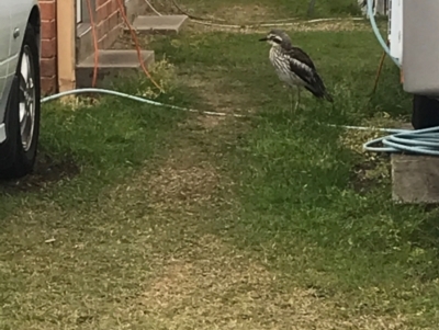 Burhinus grallarius (Bush Stone-curlew) at Evans Head, NSW - 10 Aug 2021 by AliClaw