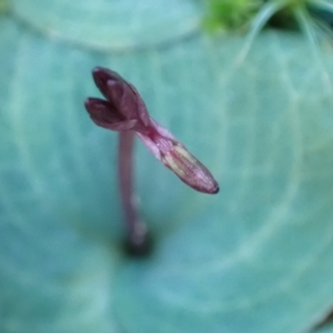 Cyrtostylis reniformis at suppressed - 7 Aug 2021