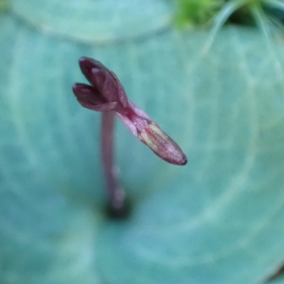 Cyrtostylis reniformis (Common Gnat Orchid) by AnneG1