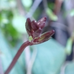 Cyrtostylis reniformis at suppressed - 7 Aug 2021