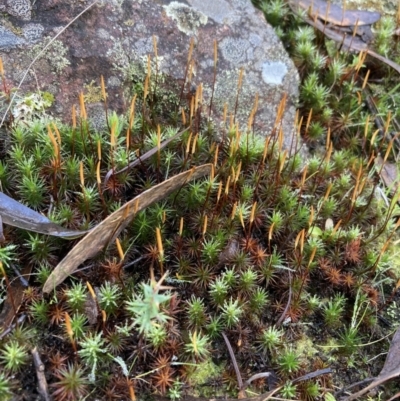 Polytrichaceae sp. (family) (A moss) at Jerrabomberra, NSW - 7 Aug 2021 by AnneG1