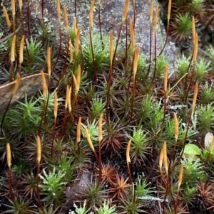 Polytrichaceae at Jerrabomberra, NSW - 7 Aug 2021