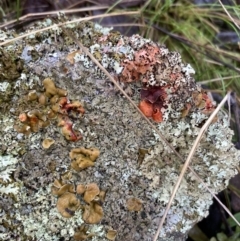 Parmeliaceae (family) (A lichen family) at Jerrabomberra, NSW - 7 Aug 2021 by AnneG1