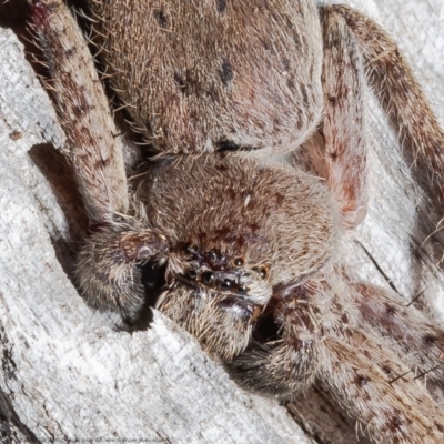 Isopeda (genus) (Huntsman Spider) at Jacka, ACT - 10 Aug 2021 by Roger