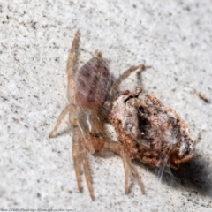 Clubiona sp. (genus) (Unidentified Stout Sac Spider) at Jacka, ACT - 10 Aug 2021 by Roger