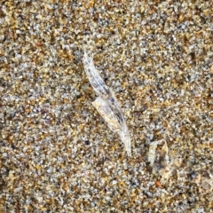 Unverified Marine Invertebrate at Moruya, NSW - 8 Aug 2021 by Wandiyali