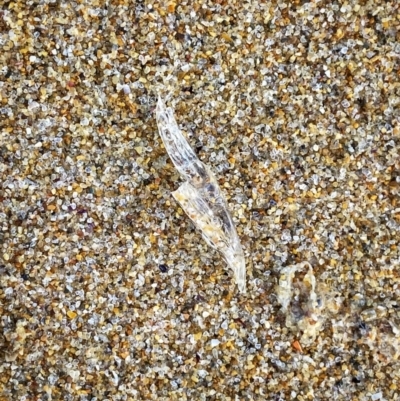 Unidentified Marine Invertebrate at Broulee Moruya Nature Observation Area - 8 Aug 2021 by Wandiyali