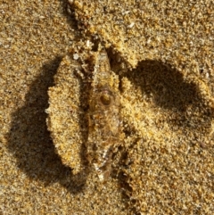 Unidentified Sea Shell / Sea Slug / Octopus (Mollusca) at Broulee Moruya Nature Observation Area - 7 Aug 2021 by Wandiyali