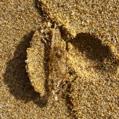 Unverified Sea Shell, Sea Slug or Octopus (Mollusca) at Moruya, NSW - 8 Aug 2021 by Wandiyali