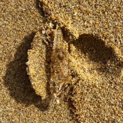 Unidentified Sea Shell, Sea Slug or Octopus (Mollusca) at Moruya, NSW - 8 Aug 2021 by Wandiyali