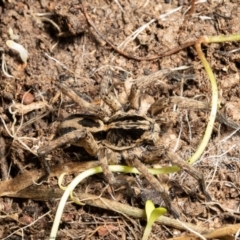 Lycosidae (family) (Wolf spider) at Forde, ACT - 10 Aug 2021 by Roger