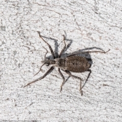 Reduviidae (family) (An assassin bug) at Mulligans Flat - 10 Aug 2021 by Roger