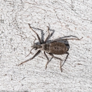 Reduviidae (family) at Jacka, ACT - 10 Aug 2021