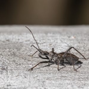 Reduviidae (family) at Jacka, ACT - 10 Aug 2021