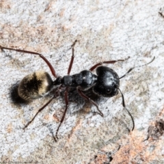 Camponotus suffusus (Golden-tailed sugar ant) at Jacka, ACT - 10 Aug 2021 by Roger