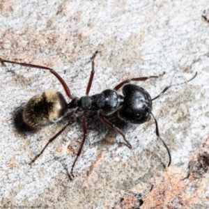 Camponotus suffusus at Jacka, ACT - 10 Aug 2021