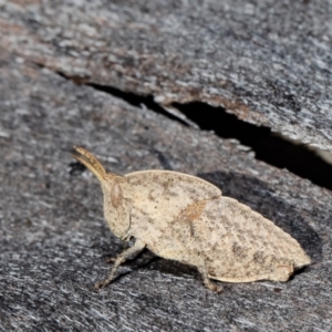 Goniaea sp. (genus) at Forde, ACT - 10 Aug 2021 11:01 AM