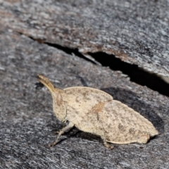 Goniaea sp. (genus) (A gumleaf grasshopper) at Forde, ACT - 10 Aug 2021 by Roger
