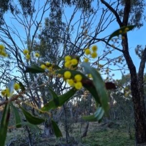 Acacia pycnantha at Symonston, ACT - 10 Aug 2021