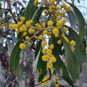 Acacia pycnantha at Symonston, ACT - 10 Aug 2021 04:46 PM