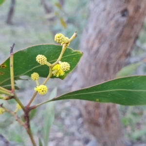 Acacia pycnantha at Symonston, ACT - 10 Aug 2021