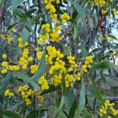 Acacia pycnantha at Symonston, ACT - 10 Aug 2021 04:40 PM