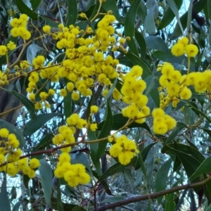 Acacia pycnantha at Symonston, ACT - 10 Aug 2021