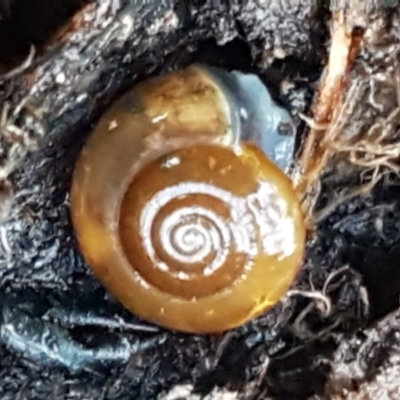 Oxychilus alliarius (Garlic Snail) at Hall Cemetery - 10 Aug 2021 by tpreston