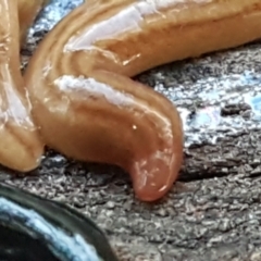 Fletchamia quinquelineata (Five-striped flatworm) at Hall, ACT - 10 Aug 2021 by tpreston
