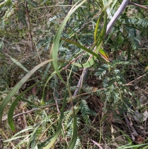 Acacia implexa at Table Top, NSW - 10 Aug 2021