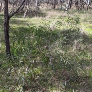 Acacia implexa at Table Top, NSW - 10 Aug 2021