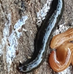 Parakontikia ventrolineata (Stripe-bellied flatworm) at Hall Cemetery - 10 Aug 2021 by tpreston