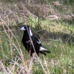Gymnorhina tibicen (Australian Magpie) at Table Top, NSW - 10 Aug 2021 by Darcy