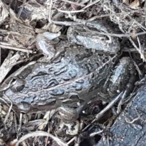 Limnodynastes tasmaniensis at Hall, ACT - 10 Aug 2021 04:19 PM