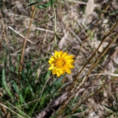 Xerochrysum viscosum (Sticky Everlasting) at Albury - 10 Aug 2021 by Darcy