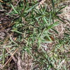 Xerochrysum viscosum at Table Top, NSW - 10 Aug 2021