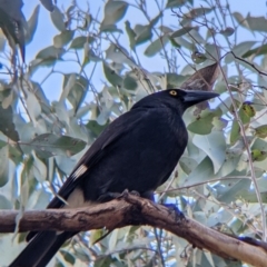 Strepera graculina (Pied Currawong) at Table Top, NSW - 10 Aug 2021 by Darcy