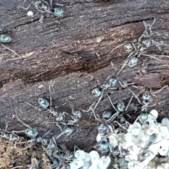 Iridomyrmex sp. (genus) (Ant) at Hall, ACT - 10 Aug 2021 by tpreston