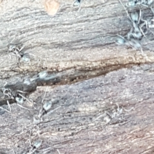 Iridomyrmex sp. (genus) at Hall, ACT - 10 Aug 2021
